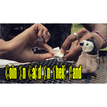Coin In card by Jibrizy - Video DOWNLOAD